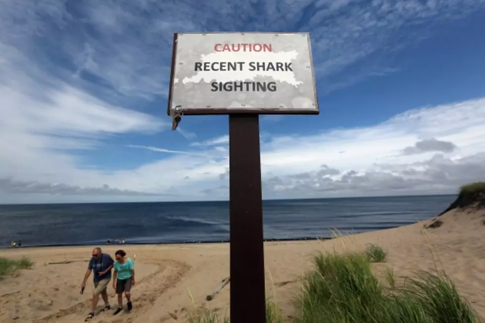 Sharks At Cape Cod Big Business [VIDEO]