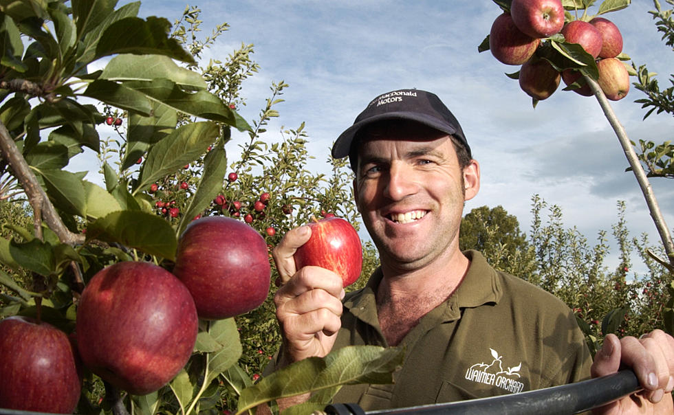 Where to Pick Apples in CNY