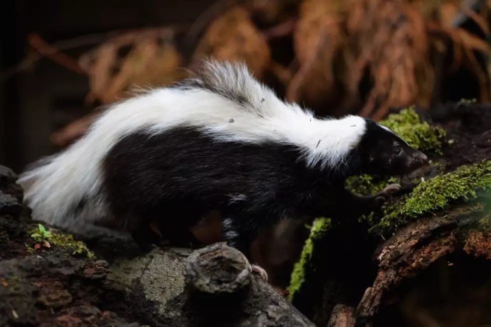 Skunks Lingering around Your House? Try This Natural DIY Skunk Repellent