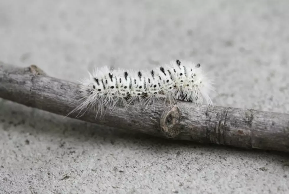 Ever See The White Hickory Tussock Moth Caterpillar?