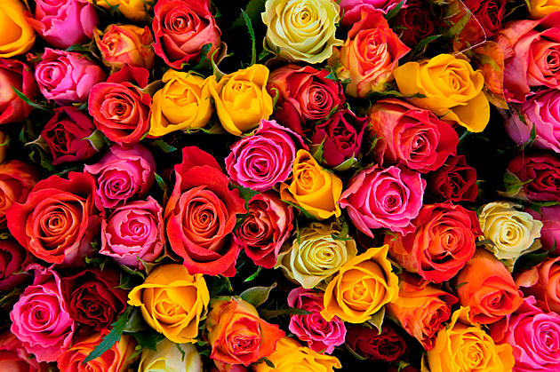 What Do The Different Colors Of Roses Mean?