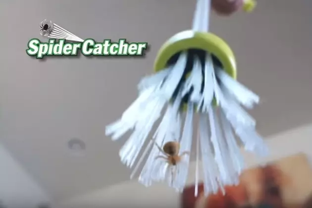 Great Way To Catch Spiders [VIDEO]
