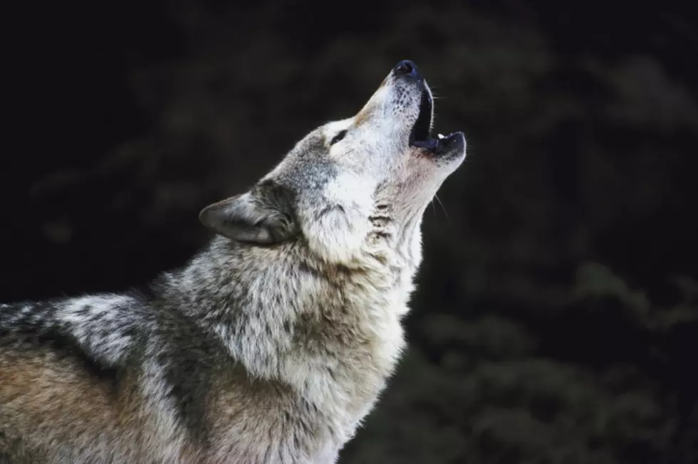 Watch Fort Rickey Wolves Bicker Over New Toy