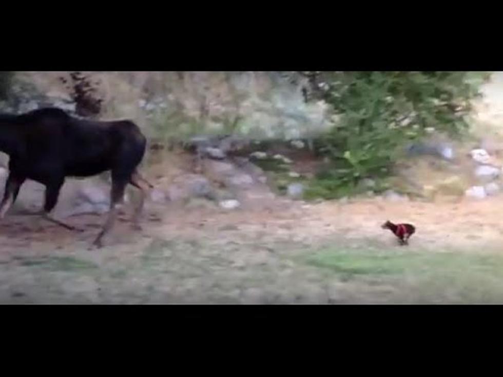 Miniature Doberman Pinscher Chases A Drunk Moose