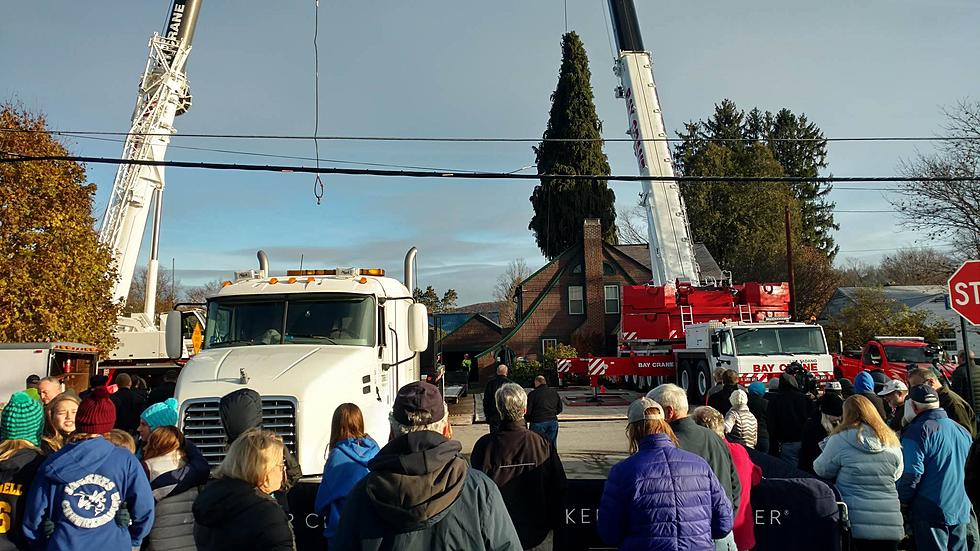 Rockefeller Center Christmas Tree Cut Down in Oneonta ~ See Exclusive Video and Photos