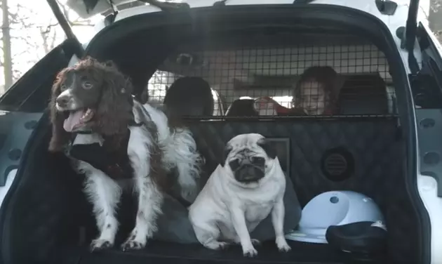Wait Until You See This Dream Car For Dogs