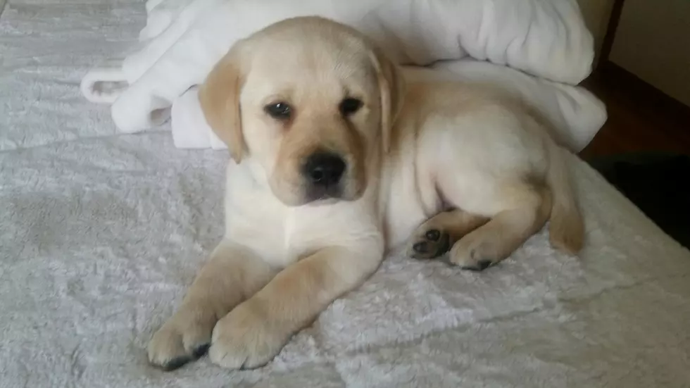 Freedom Guide Dogs – Puppies