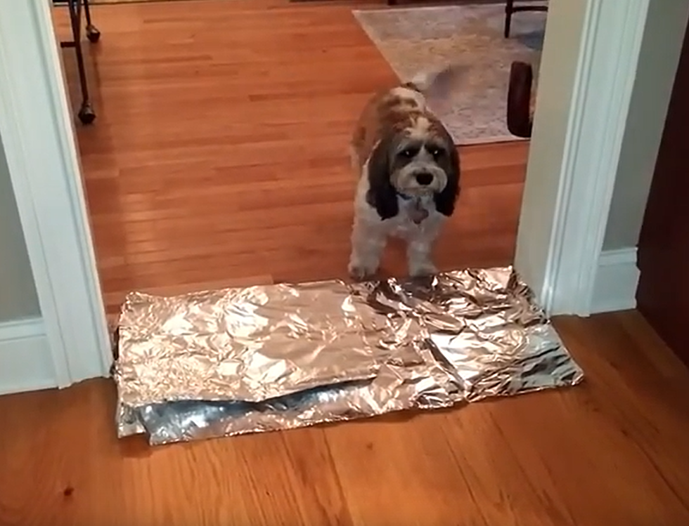 Dogs Do Not Like To Walk On Tin Foil