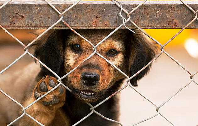 CNY SPCA Needs Your Help