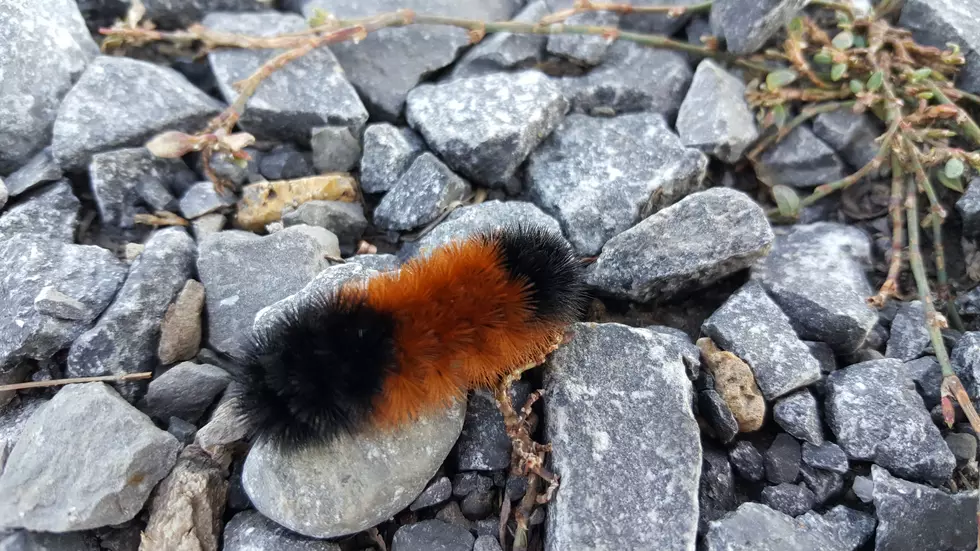 How The Woolly Bear Caterpillar Can Predict Our CNY Winter 