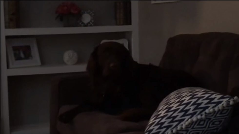 Watch Brinkley The Dog Complain Over Being Ignored
