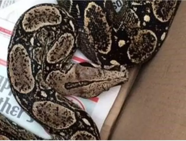 Six Foot Snake Falls on Person Sleeping in Central New York