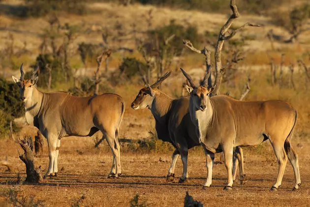 2 Antelopes Escape CNY Wildlife Ranch
