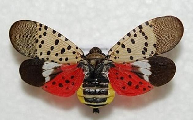 This Beautiful Moth-Like Insect Could Devastate Central New York