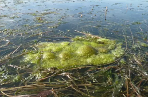 Huge NEW Outbreak of Harmful Algal Blooms in Central New York