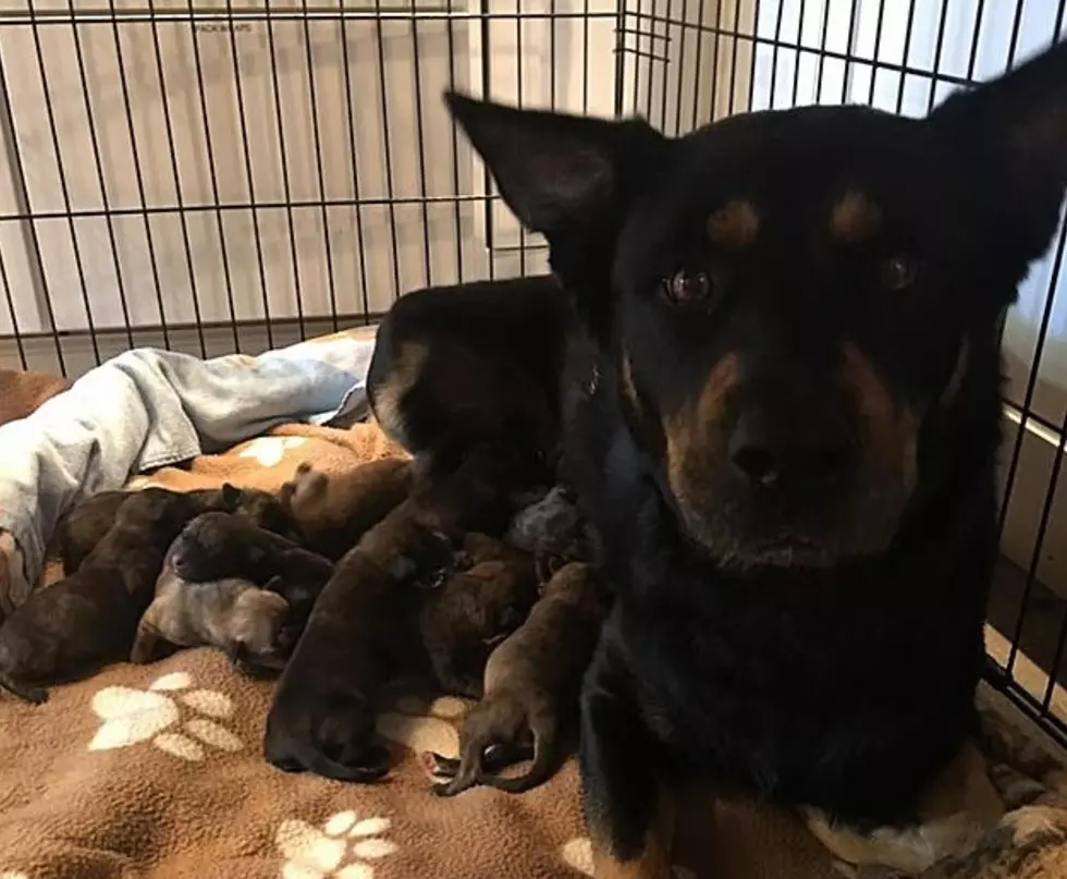 12 Puppies Found Tied Up In Pillowcase And Left For Dead, Rescued