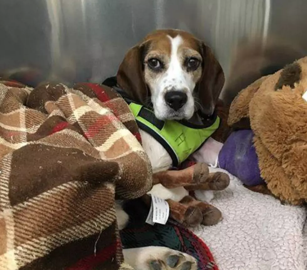 Vet Has 'Concerns' About Trooper - Dog Thrown From Moving SUV