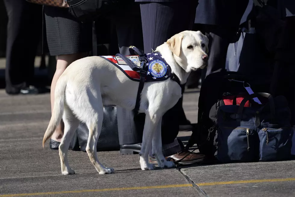 Bush 41’s Service Dog Sully Coming To New York