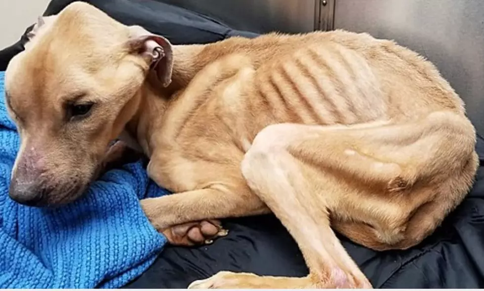 Donations Needed To Help Save Dog Found In Frankfort