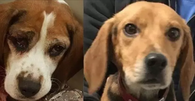 Beagles Thrown From SUV Will Be Put Up For Adoption Together