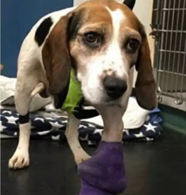 Trooper, Dog Thrown From SUV, Getting Stronger