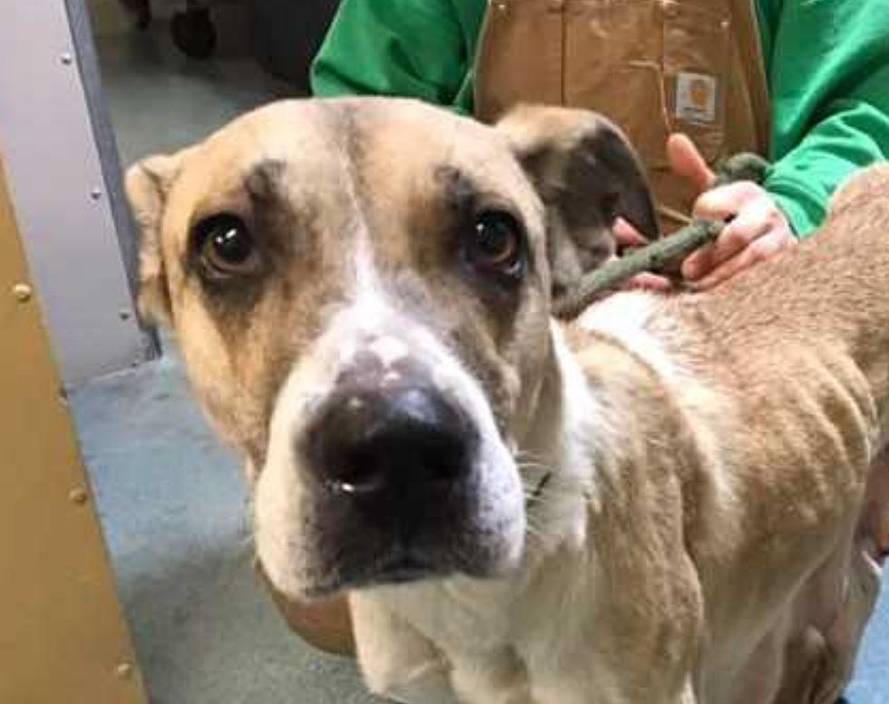 Police Are Investigating The Starving Dog Found In New Hartford