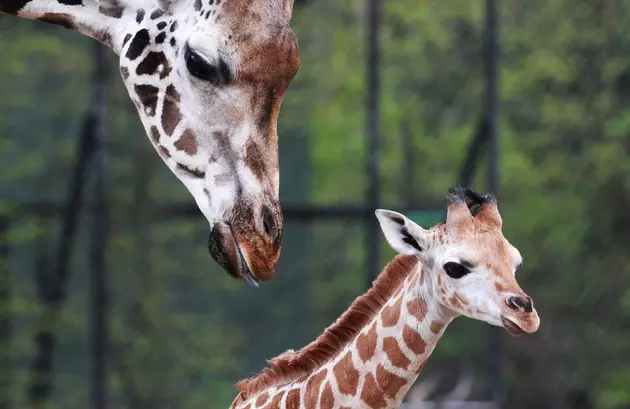 Help Families In Need With April The Giraffe&#8217;s Latest Birth