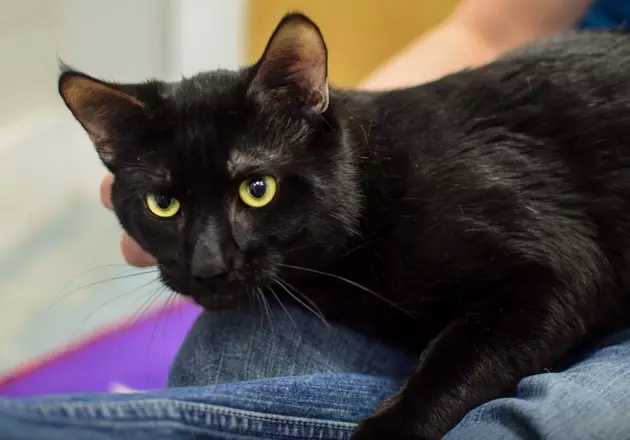 Cat Thrown From Car At Stevens-Swan Humane Society Has Been Adopted