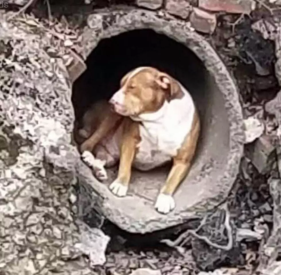Missing Family Dog Rescued From Drain Pipe In Syracuse