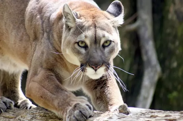 Warning Issued For Mountain Lions In Upstate NY