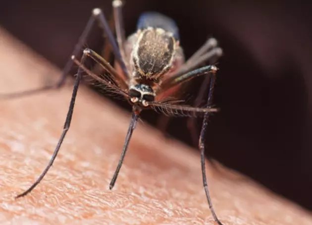 Mosquitoes Will Be &#8216;Worse Than Ever&#8217; This Summer In CNY