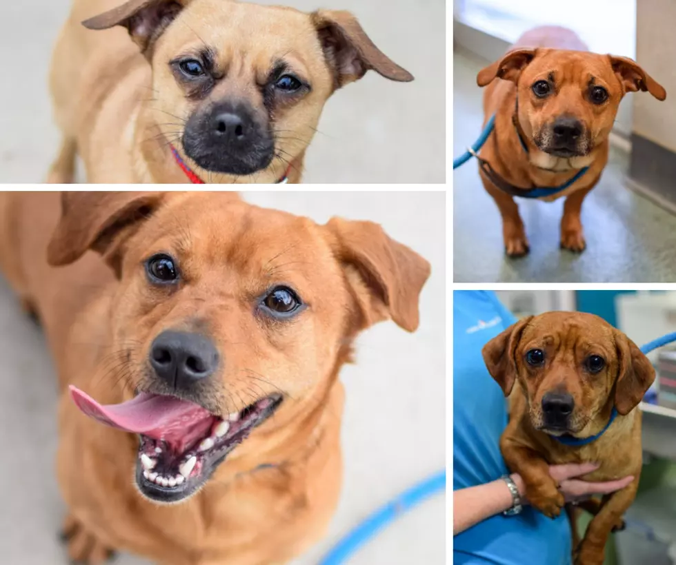 9 Adorable Lap Dogs Up For Adoption At Stevens-Swan Humane Society