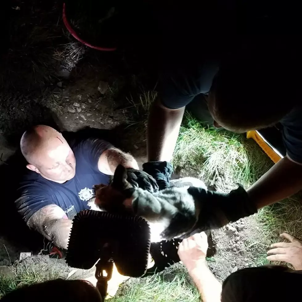 15 Year Old Dog Rescued From Storm Drain in CNY