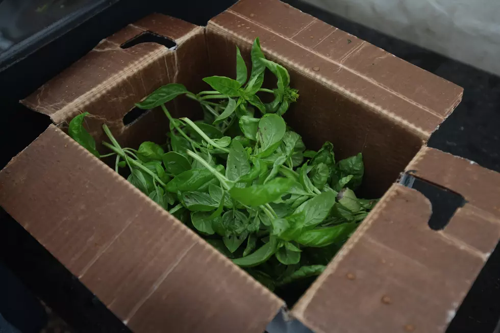 Recall: FDA Warns Fresh Basil Sold In NY Could Give You Parasites