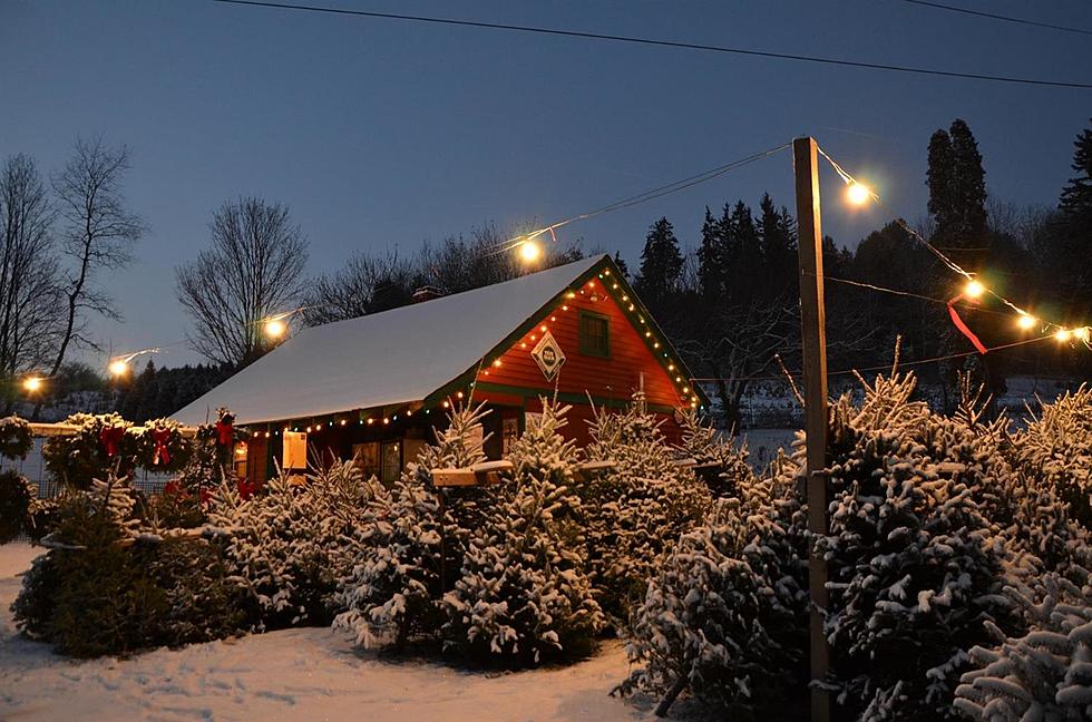 Buy Your Very Own Christmas Tree Farm In CNY