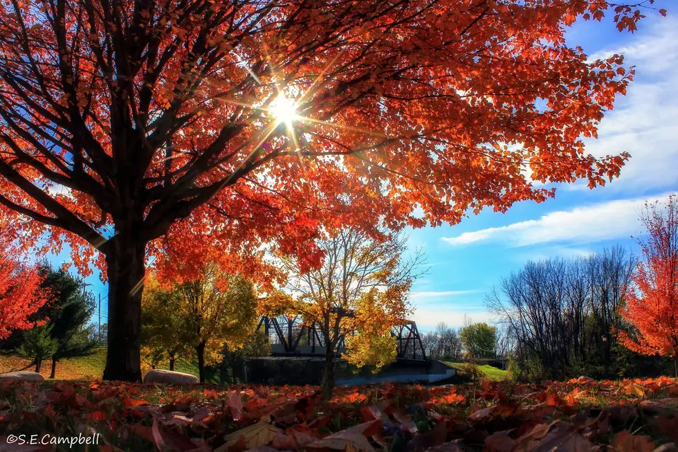 Expect A Vibrant But Late Fall Foliage In CNY
