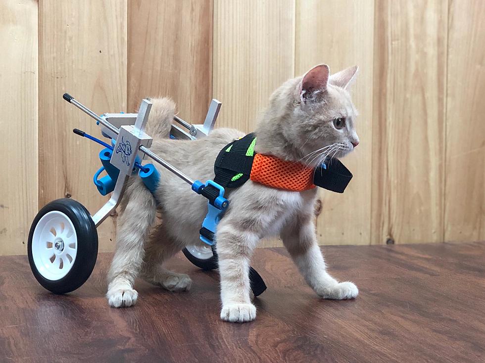 Spunky CNY Kitten Determined To Walk Again Needs Your Help 