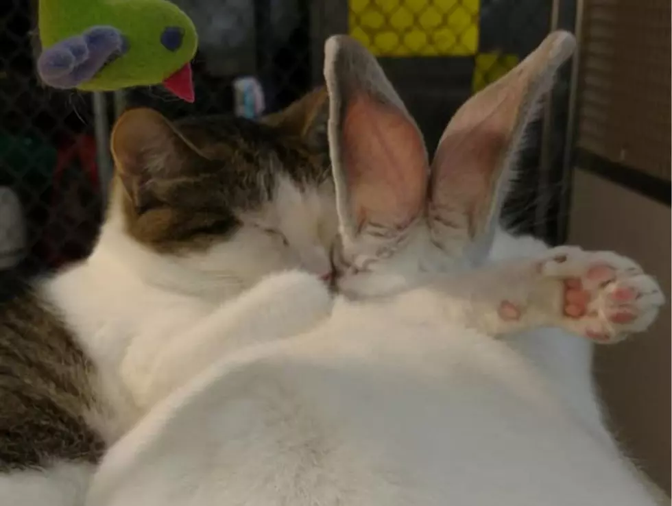 Can You Adopt This Cat And Rabbit Together In CNY? 