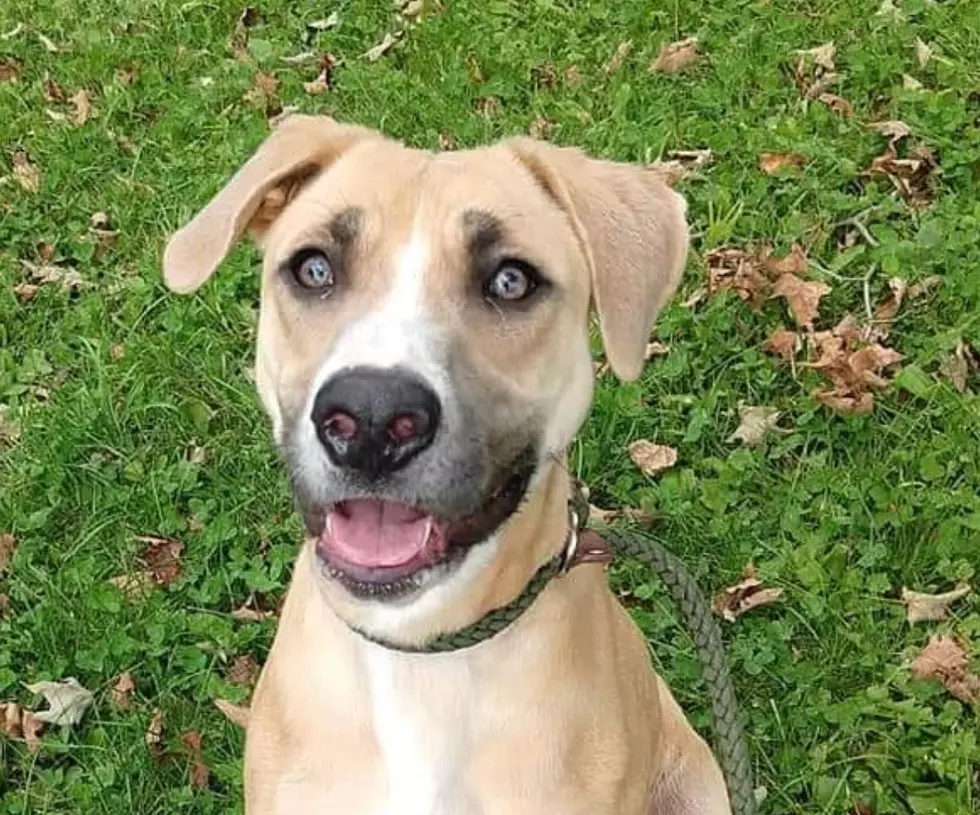 10 Month Old Layla Looking For A 'Calm' Home
