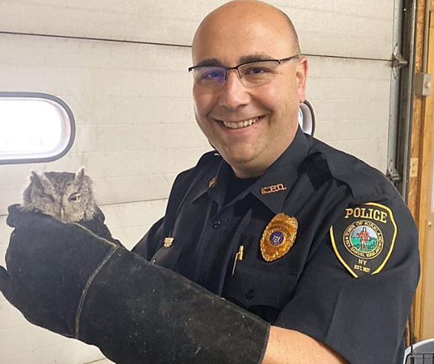 Kirkland Police Chief Saves Eastern Screeching Owl