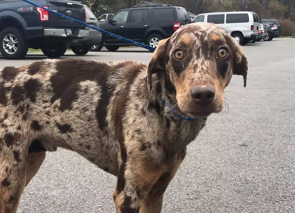 Beautiful Catahoula Leopard Dog Needs Forever Home