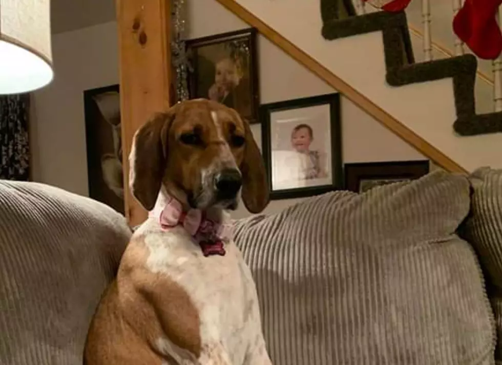 Rooney – Dog Returned To Herkimer Shelter Finds Forever Home