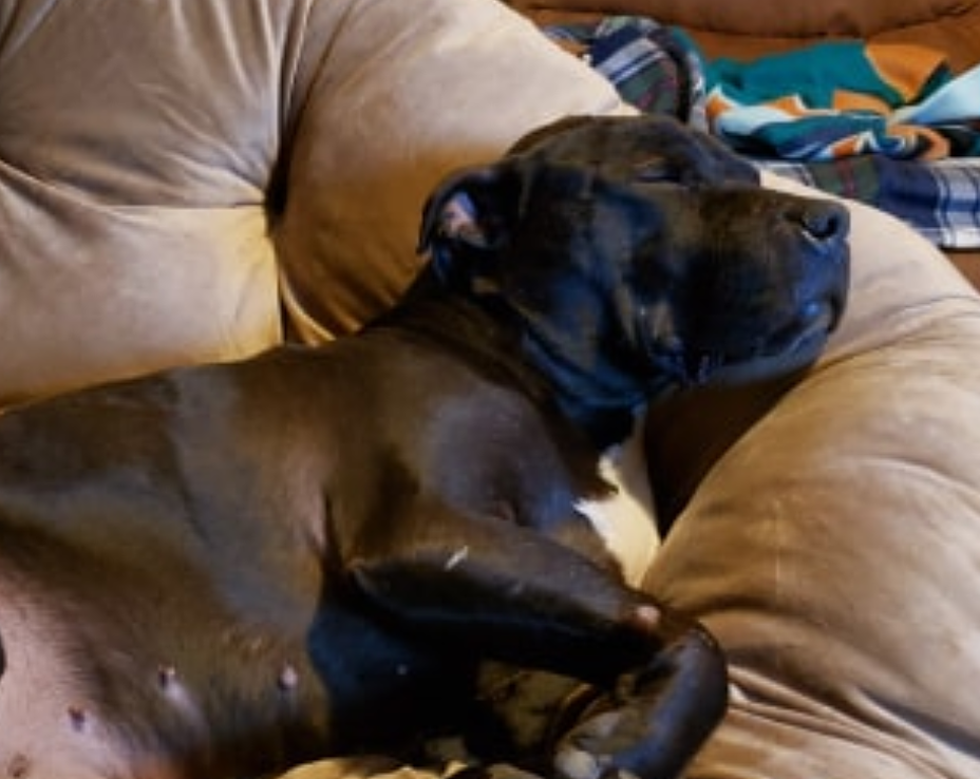 Rescued Bait Dog Jack Sparrow – Happy At Home