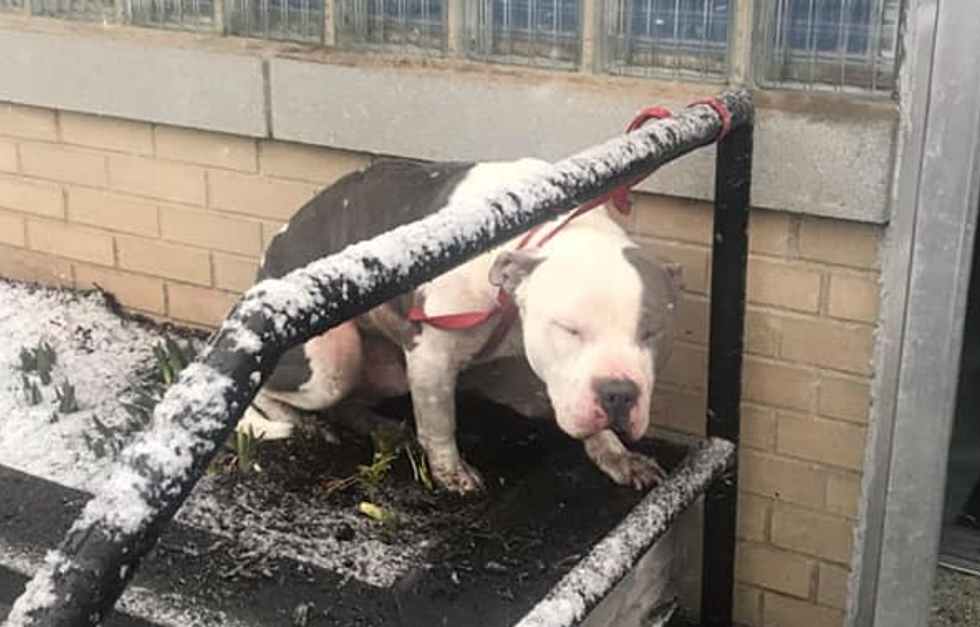 HELP: Do You Know This Dog Abandoned In CNY? 