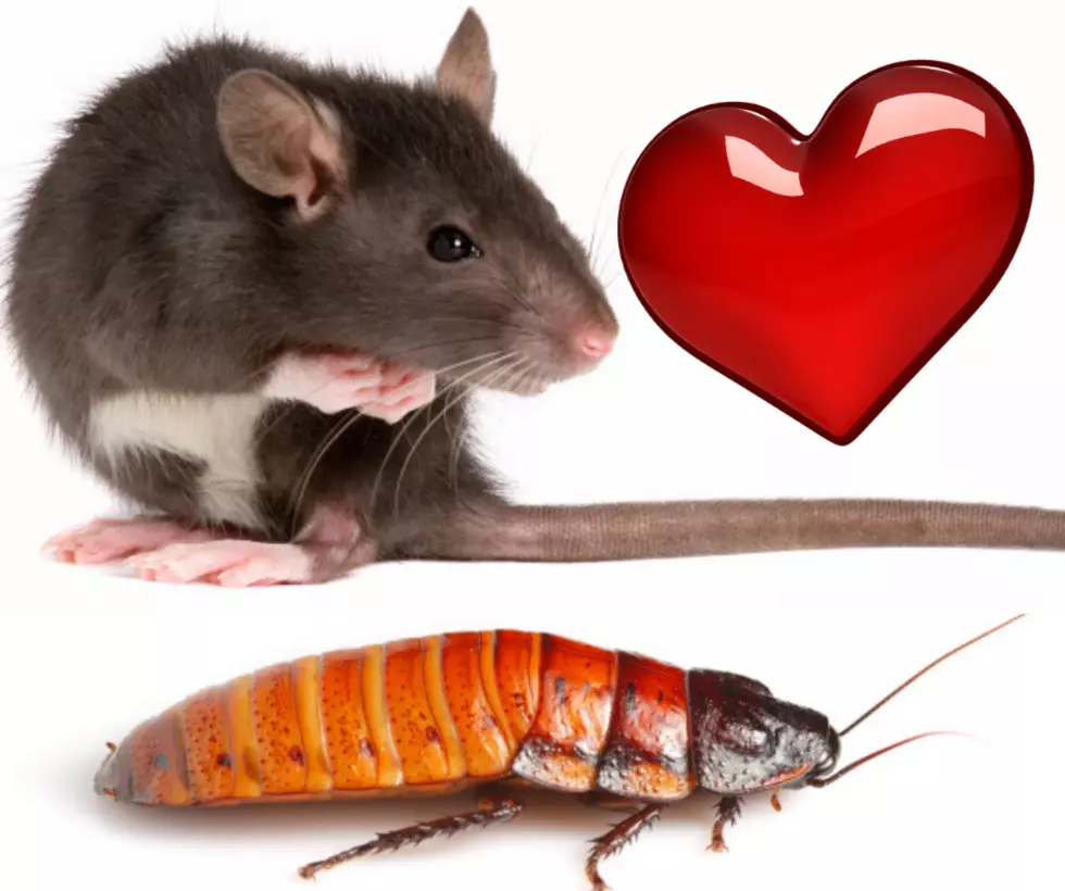 NY Zoo Will Name A Rat Or Cockroach After An Ex for Valentines Day