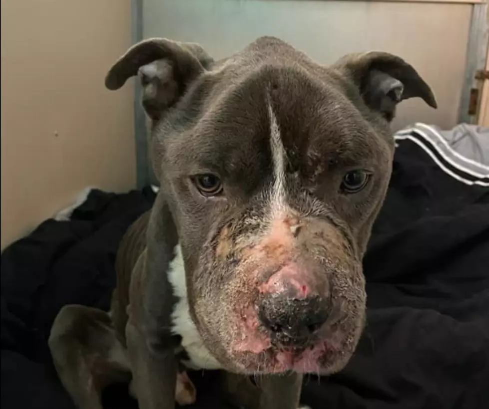 Please Help Hurt And Abandoned Dog In CNY: WARNING – Heartbreaking Photos
