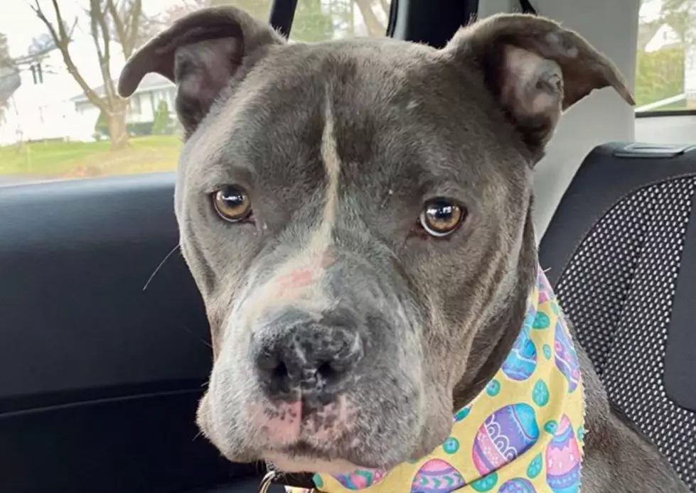 Starving Dog Found Tied To Pole In CNY Has Gained 17 LBS