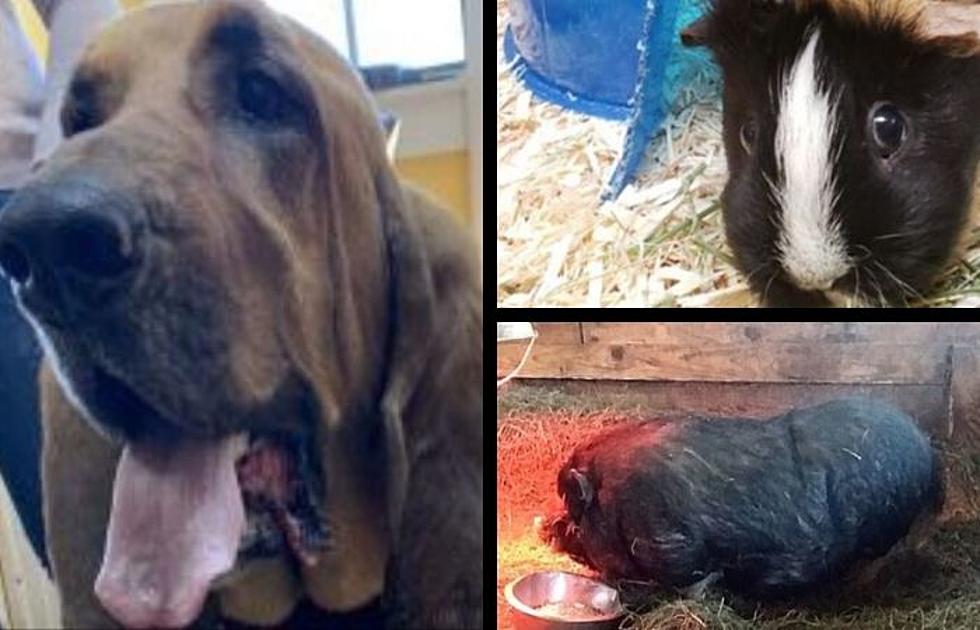 Adopt A Pot-Bellied Pig, A Bloodhound and Guinea Pigs In CNY