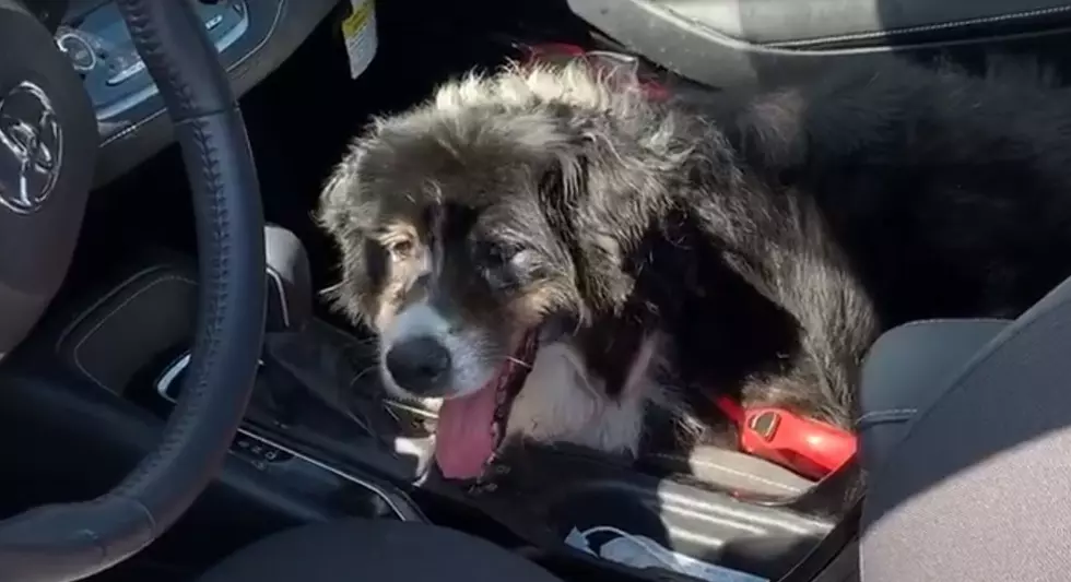Dog Saved After Left In Hot Car With Wndows Up In Oneonta NY