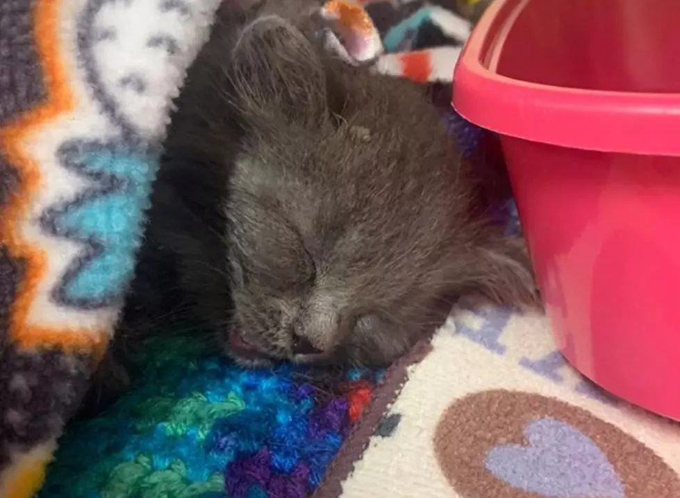 Kitten Thrown Out Of Fast Moving Car Quickly Rescued